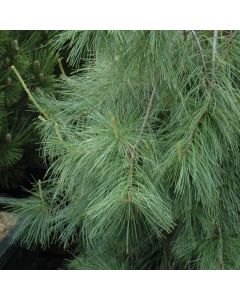 Pinus, White Pine 'Weeping' (Large Sizes)