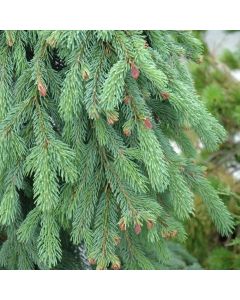 Picea, White Spruce 'Weeping' (Large Sizes)