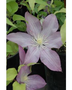 Clematis, 'Proteus'