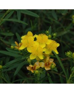 Hypericum, Kalm's St. John’s Wort 'Gemo'