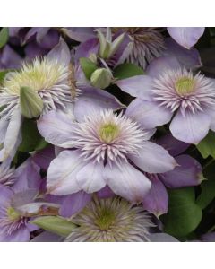 Clematis, 'Blue Light®'