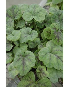 Tiarella, Foam Flower 'Running Tapestry'