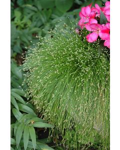 Isolepis, Fiber Optic Grass