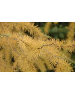 Larix, Eastern Larch 'Tamarack'