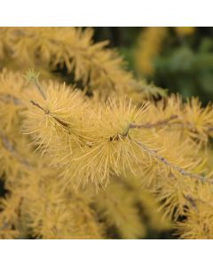 Larix, Eastern Larch 'Tamarack' (Large Sizes)