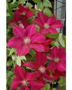 Clematis, 'Rebecca™'
