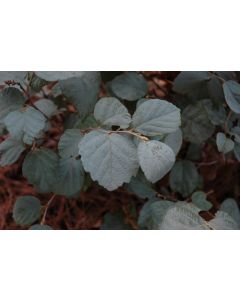 Fothergilla 'Blue Shadow'