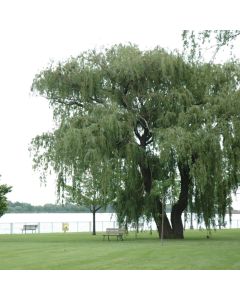 Salix, Weeping Willow 'Niobe' (Large Sizes)