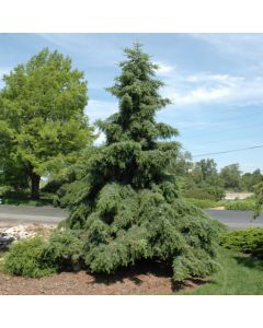Picea, Serbian Spruce 'Weeping'