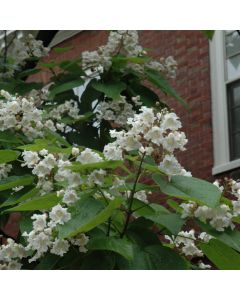 Catalpa, Northern Catalpa (Large Sizes)