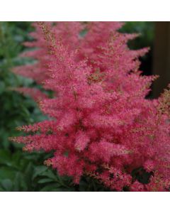 Astilbe, Younique™ False Spirea 'Carmine'