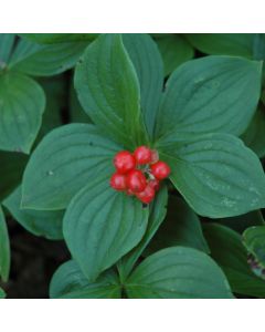 Cornus, Bunchberry Dogwood 