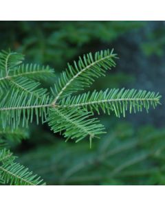 Abies, Balsam Fir (Large Sizes)