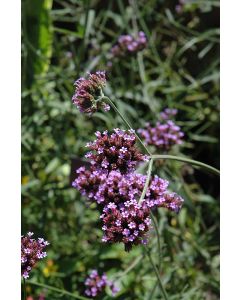 Verbena (Vervain), 'Buenos Aires'