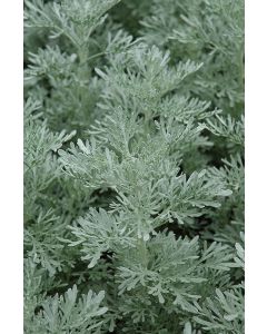 Artemesia, 'Parfum d’ Ethiopia'