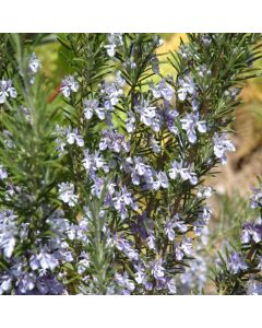 Rosmarinus Officinalis 'Rosemary'