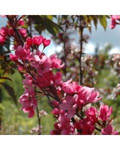 Malus, Flowering Crabapple 'Showtime™' (Large Sizes)
