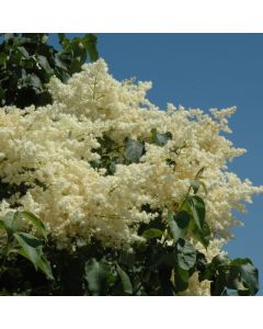Syringa, Japanese Lilac Tree 'Snowdance™' (Large Sizes)