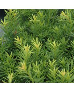 Taxus, Japanese Yew 'Nova' (Large Sizes)