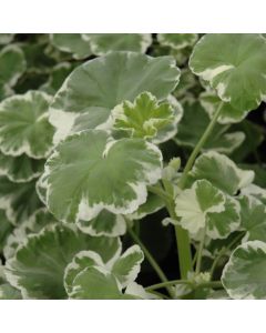 Geranium, Wilhelm Langguth