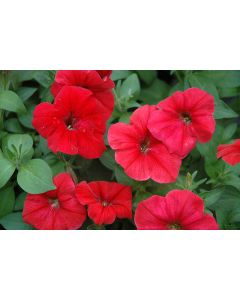 Petunia, Hurrah™ 'Red'