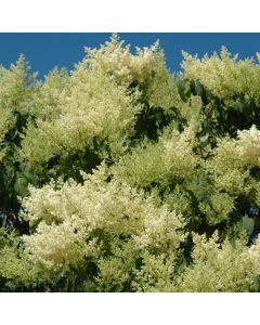 Syringa, Japanese Tree Lilac (Large Sizes)