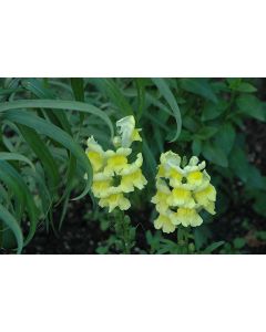 Antirrhinum, Snapdragon Liberty Classic™ 'Yellow'