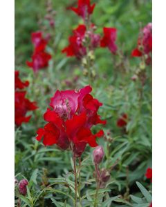 Antirrhinum, Snapdragon Liberty Classic™ 'Crimson'