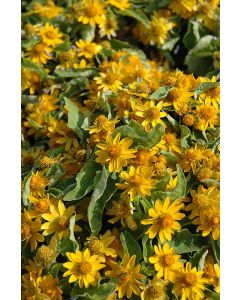 Melampodium, Butter Daisy