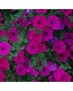 Petunia, Tidal Wave 'Purple'