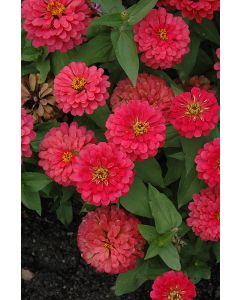 Zinnia, Magellan™ 'Cherry'
