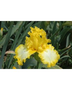 Iris, Bearded 'That's All Folks'