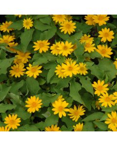 Melampodium, Butter Daisy