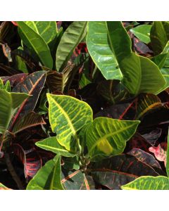 Codiaeum, Variegated Croton, Bush Form