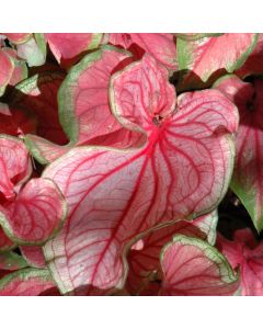 Caladium, Florida Sweetheart