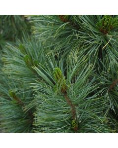 Pinus, Swiss Stone Pine 'Algonquin Pillar' (Large Sizes)