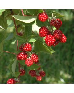 Rubus, Raspberry 'Heritage'