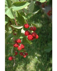 Rubus, Fall Raspberry 'Heritage'