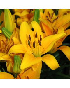 Lilium, Asiatic Lily Looks™ 'Tiny Bee'