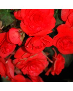 Begonia Rieger, Solenia® 'Red'
