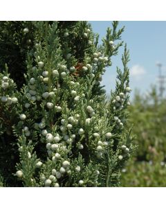 Juniperus, Chinese Juniper 'Trautman' (Large Sizes)