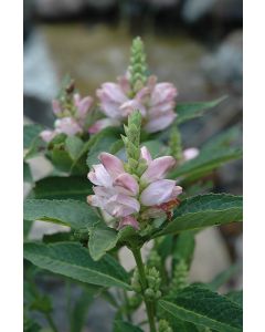 Chelone, White Turtlehead 'Minnesota Native'