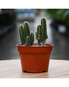 Acanthocereus Tetragonus 'Fairy Castle Cactus'