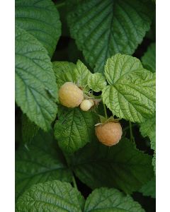 Rubus, Fall Raspberry 'Fallgold'
