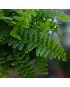 Nephrolepis Obliterata 'Emerald Queen Fern'