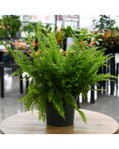 Nephrolepis Exaltata 'Fluffy Ruffles Fern'