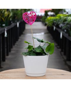 Hemionitis Arifolia 'Heart Fern'