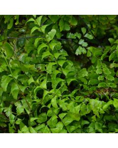 Adiantum, American Maidenhair Fern