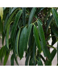 Ficus Maclellandii 'Alii'
