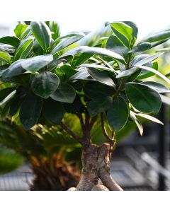 Ficus Microcarpa 'Ginseng'